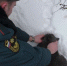 В Орловском районе пожарные спасли кота из горевшей квартиры - Телерадиокомпания Истоки