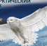 Большому Арктическому заповеднику посвятили почтовую марку - InfoOrel.Ru