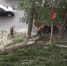 тополя - OrelGrad.Ru