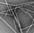 File:ToBRFV Particles02.jpg - OrelGrad.Ru