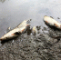Под Орлом возбуждено уголовное дело по факту массовой гибели рыбы - OrelGrad.Ru