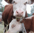 // https://agri-news.ru - Правительство Орловской области