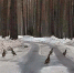 Фотофакт: в Полесье глухари вышли на большую дорогу - InfoOrel.Ru