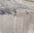 Перелетные птицы перепутали орловские дороги с водоемом (видео) - OrelGrad.Ru