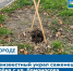 В Орле неизвестный украл недавно высаженный клен - OrelGrad.Ru