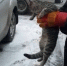 В Орле освободили кота из иномарки-ловушки - OrelGrad.Ru