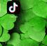 Likee смог заинтересовать аудиторию TikTok - OrelTimes.Ru