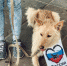 животные (1) - OrelTimes.Ru