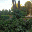 деревья(2)_1 - OrelTimes.Ru