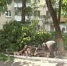 Бич этого года - повальный спил деревьев в Орле. Причём во многих местах он вызывает негатив у жителей. Сегодня мы расскажем случай, когда мнения жителей разделились - Телерадиокомпания Истоки