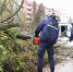 На Октябрьской на тротуар упало дерево - РИА 57