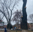 Прокуратура требует отменить снос 162-хлетнего дуба - OrelGrad.Ru