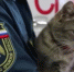 Орловские спасатели отправили в командировку на Донбасс пожарную кошку Марусю - РИА 57