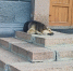 В Орле горуправление ЖКХ отказалось принимать приют для собак - OrelGrad.Ru