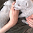 собаки (2) - OrelTimes.Ru