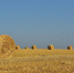 // Фото: https://agrotime.info - Правительство Орловской области