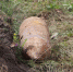 Под Болховом нашли 38 боеприпасов, а в Орле авиабомбу - РИА 57