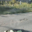 Орловцы починили дорогу с помощью кабачков - OrelGrad.Ru