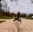 кот 2 - OrelTimes.Ru