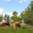 Орловцам выдадут субсидии на модернизацию ското-мест - OrelGrad.Ru