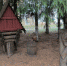 филин_1 - OrelTimes.Ru