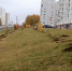 В Орле продолжают высаживать деревья - Орёл-регион