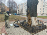 СМИ: у орловского дуба-долгожителя появился шанс пожить ещё
