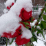 розы 2 - OrelTimes.Ru