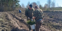 В одном из районов Орловской области высадят 11 гектаров леса - Комсомольская Правда