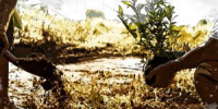 Орёл серьёзно отстаёт от соседей по объёмам высаженных зелёных насаждений - OrelTimes.Ru