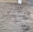 ОНФ привлёк внимание к скверу Поликарпова - OrelGrad.Ru