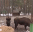 В «Лесной сказке» появились самки зубров - InfoOrel.Ru