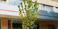 липы (1) - OrelTimes.Ru