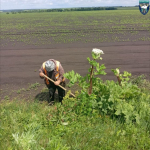 «Дорожная служба» ведет борьбу с борщевиком