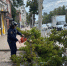 Орловские спасатели помогли убрать упавшее дерево - МЧС