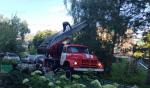 Орловские спасатели помогли котенку спуститься с дерева