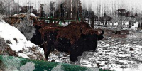 Клычков решил брать с подчинённых зубрами - OrelTimes.Ru