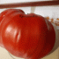помидор - OrelTimes.Ru
