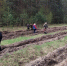 Осенью в Орловской области восстановят более 27 га леса - Орловский Вестник