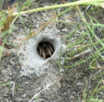 паук