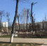 Орловцы пожалуются Бастрыкину на вырубку деревьев - vOrle.Ru