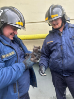 В Орле спасатели вытащили котят из теплотрассы и подвала