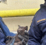 В Орле сразу двум котятам потребовалась помощь спасателей - Орловский Вестник