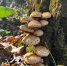 осень 3 - OrelTimes.Ru