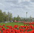Орел купил тюльпанов на 4,4 миллиона рублей - OrelGrad.Ru