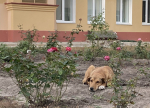 Орловчанка отказалась прививать трёх собак