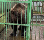 Суд обязал дирекцию ООПТ реконструировать вольеры для животных
