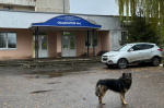 В Орловской области решили отловить 1514 собак