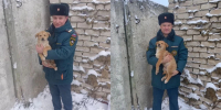 В Орловской области спасатели помогли двум щенкам - Комсомольская Правда