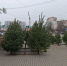 В Орле открылись 23 пункта приема новогодних елей на переработку - Комсомольская Правда